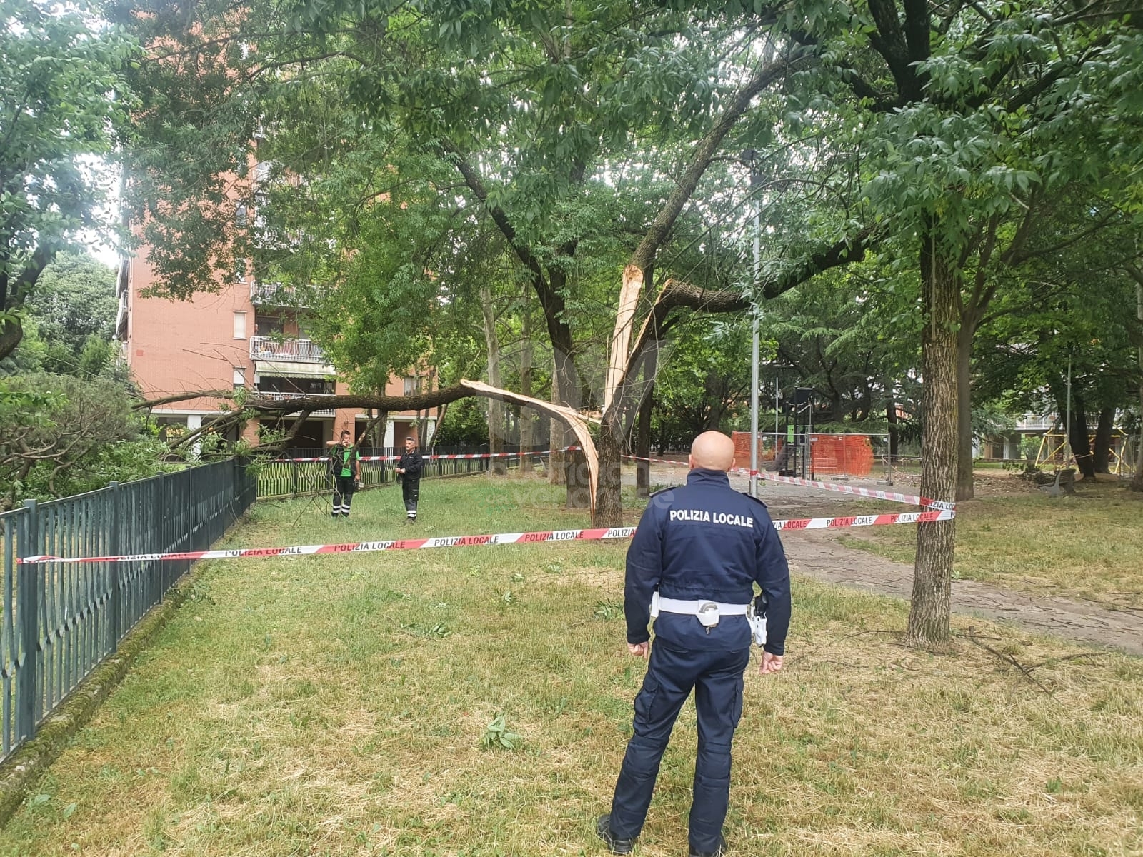 Venaria Maltempo Forti Raffiche Di Vento Caduti Due Alberi Foto