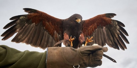 CASELLE - Corsi di formazione di falconeria, per allontanare gli uccelli dall'aeroporto - FOTO