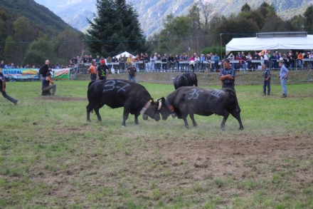 CAFASSE - Domenica 24 torna la «Battaglia d'le Reines», le mucche regine delle Valli di Lanzo - FOTO