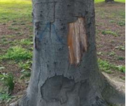 COLLEGNO - Al Parco Generale Dalla Chiesa dovranno essere abbattuti 111 alberi per motivi di sicurezza - FOTO