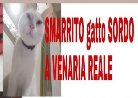 Gatto incastrato nella finestra