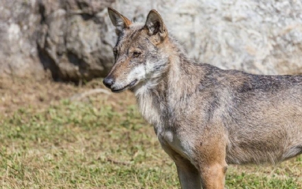 DRUENTO - Allarme lupi: sbranate due pecore in una cascina, ferite altre due