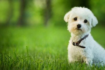 VENARIA - Entra in sagrestia con il cane in braccio e il prete la caccia via