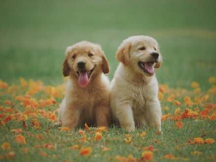 Bonus animali domestici: come funziona? Te lo spiega Petz.it, il portale dedicato agli animali