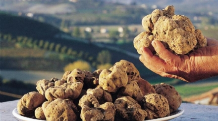 PIEMONTE - Dal 1 ottobre la «cerca» del tartufo