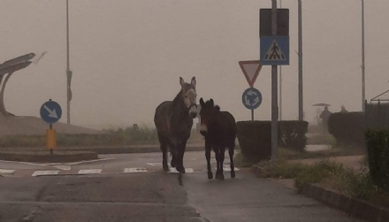 BORGARO - I cavalli concedono il «bis»: altra passeggiata in via Italia. Questa volta per «colpa» di un cane