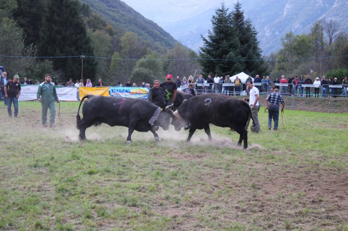 CAFASSE - Domenica 24 torna la «Battaglia d'le Reines», le mucche regine delle Valli di Lanzo - FOTO