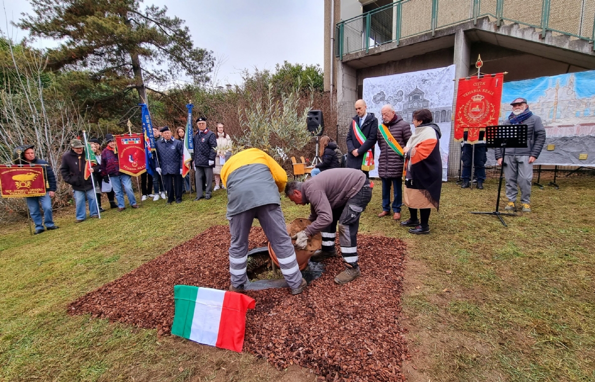 VENARIA - Giorno della Memoria: piantato un ulivo nella scuola Don Milani - FOTO