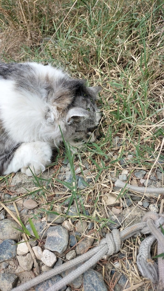 ORRORE A SAN GILLIO - Gattina uccisa e messa in un sacco nero: strangolata o impiccata? - FOTO