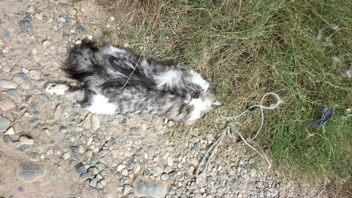 ORRORE A SAN GILLIO - Gattina uccisa e messa in un sacco nero: strangolata o impiccata? - FOTO