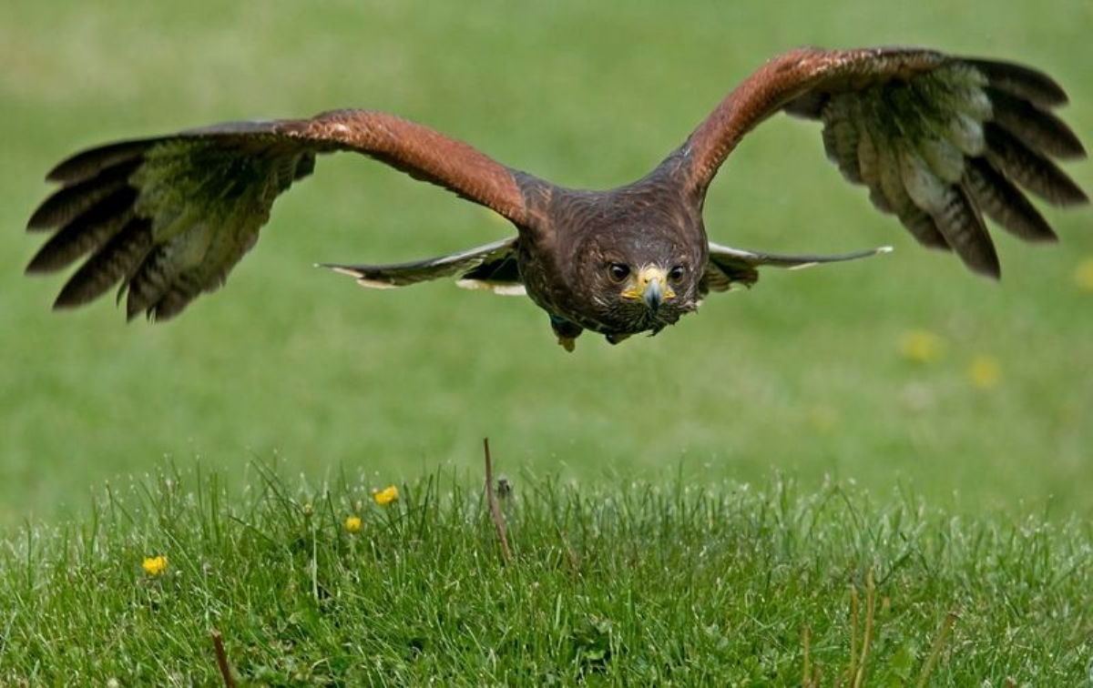 CASELLE - Corsi di formazione di falconeria, per allontanare gli uccelli dall'aeroporto - FOTO