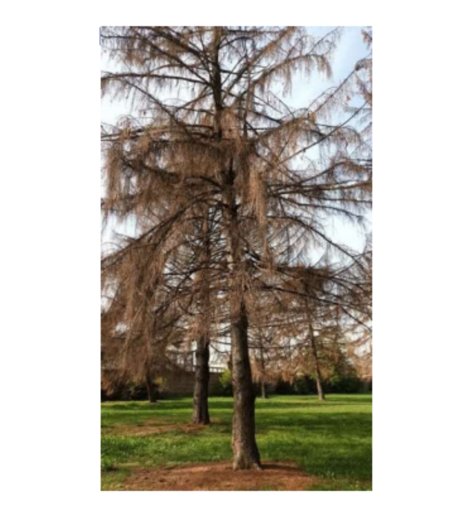 COLLEGNO - Al Parco Generale Dalla Chiesa dovranno essere abbattuti 111 alberi per motivi di sicurezza - FOTO