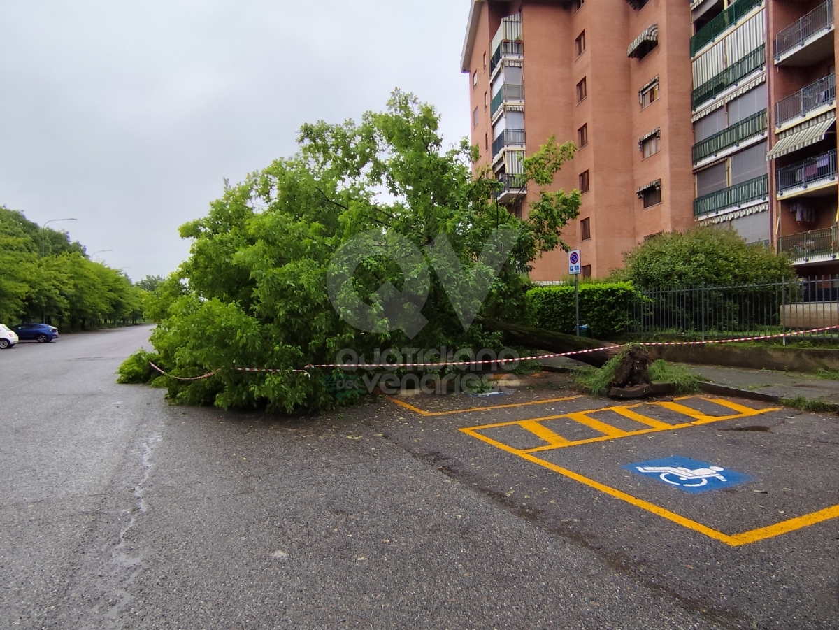 PAURA A VENARIA - Maltempo, albero cade su tre auto in via Paganini - FOTO