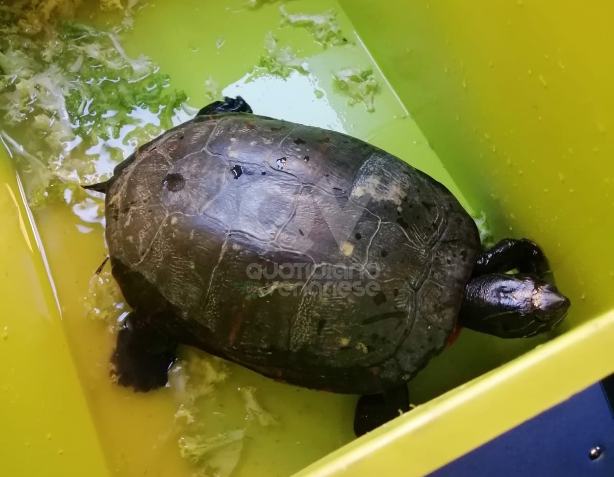 VENARIA - Tartaruga «a spasso» per via Stefanat: salvata dalla polizia locale - FOTO