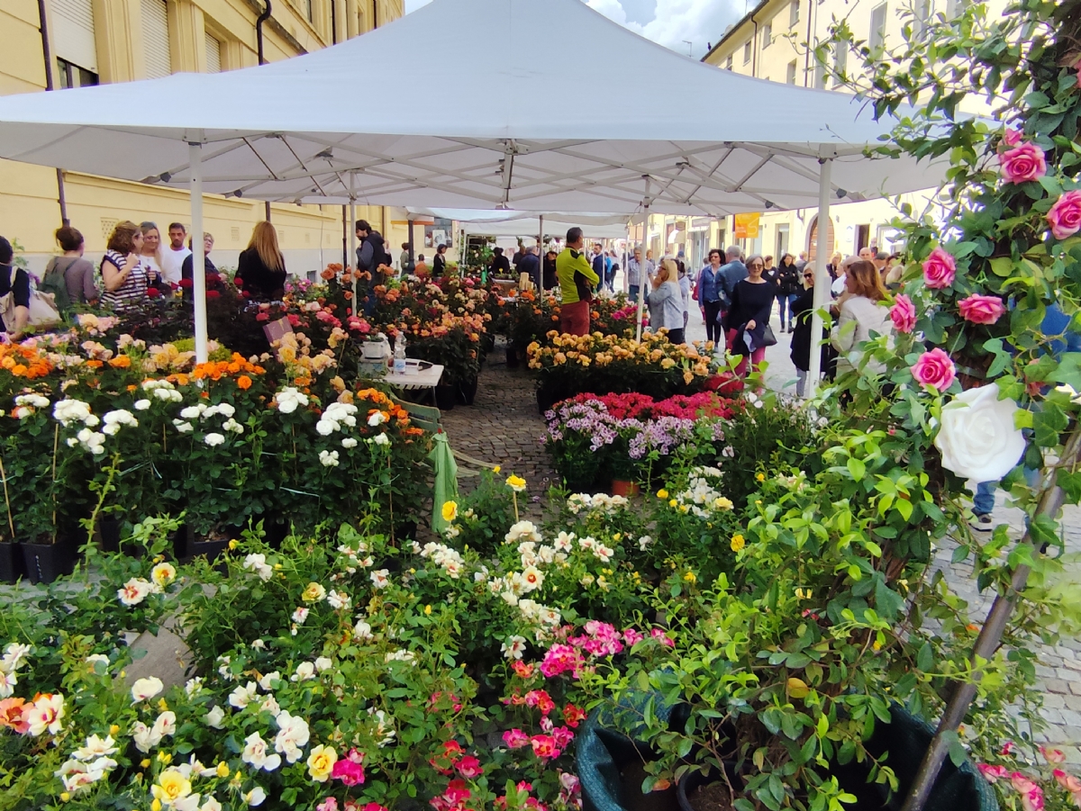 VENARIA - Bagno di folla per la ventesima edizione della «Festa delle Rose» - FOTO