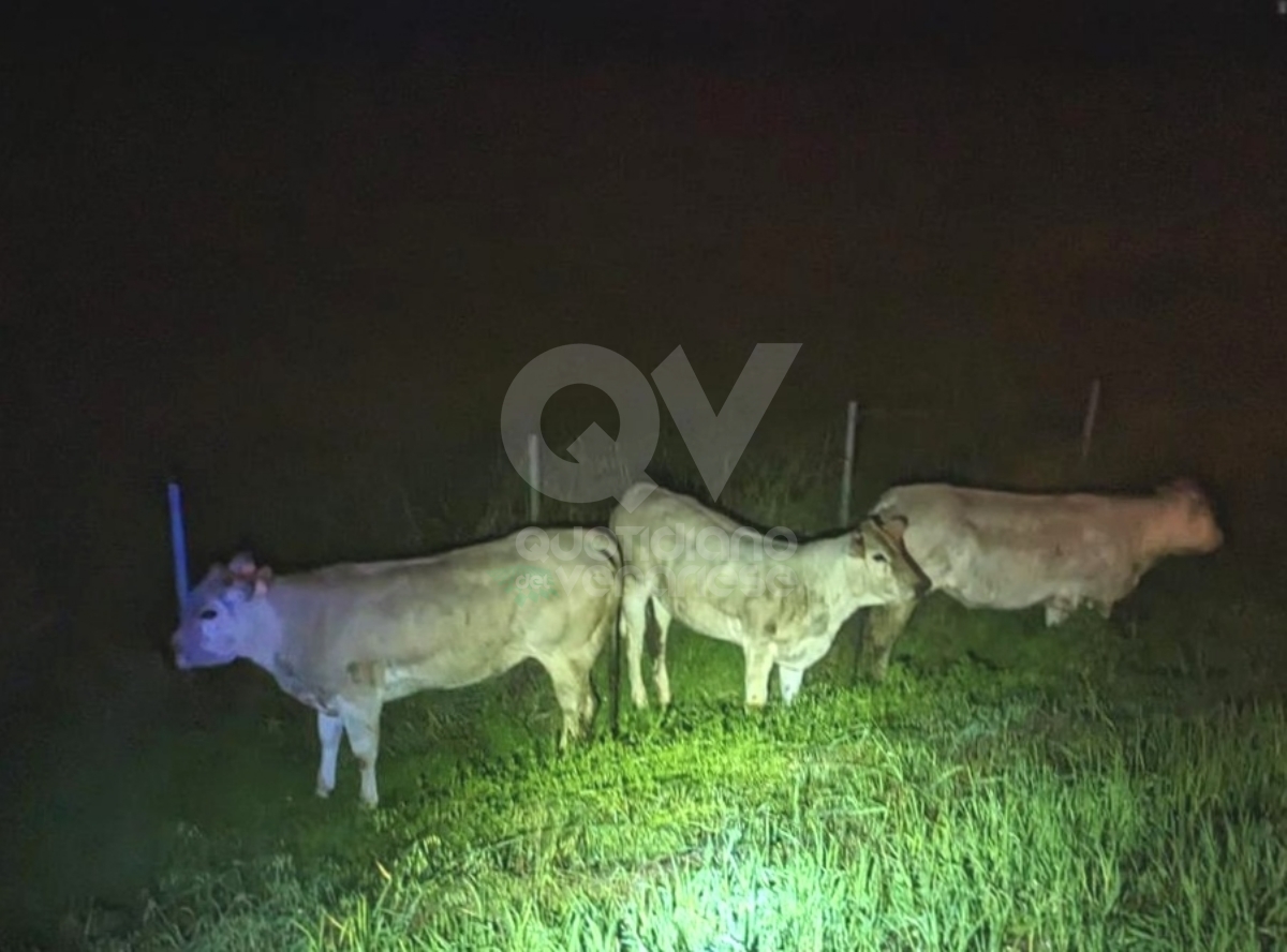 SAVONERA-COLLEGNO - Vitelli invadono la tangenziale. Mucche investite sulla statale - FOTO