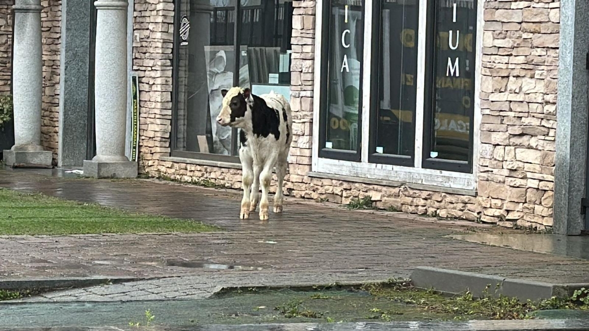 GRUGLIASCO - Vitello in fuga al Gerbido arriva fino al multipiano delle Gru - FOTO