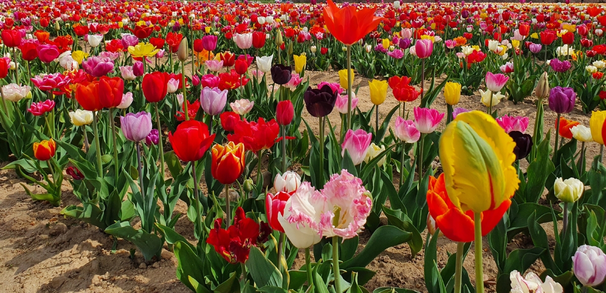 GRUGLIASCO - In città arriva il maxi campo di tulipani: 475mila esemplari da ammirare e fotografare - FOTO