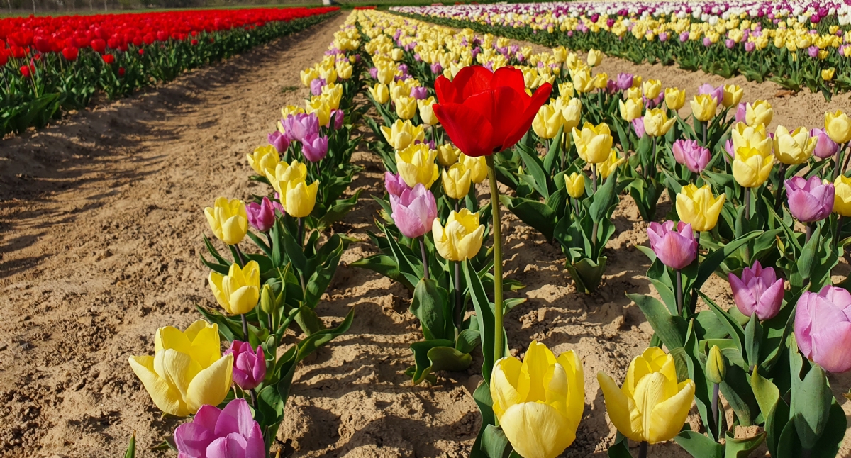 GRUGLIASCO - In città arriva il maxi campo di tulipani: 475mila esemplari da ammirare e fotografare - FOTO