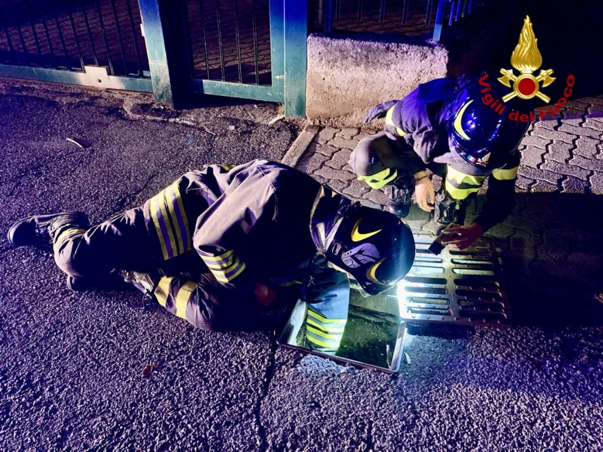 PIANEZZA - Gatto finisce in un tombino in via Musinè: salvato dai vigili del fuoco di Alpignano - FOTO