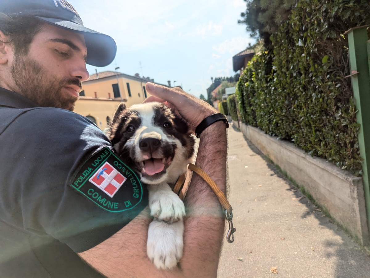 GRUGLIASCO - Aumenta il numero di cani e gatti abbandonati: gattina adottata da un agente - FOTO