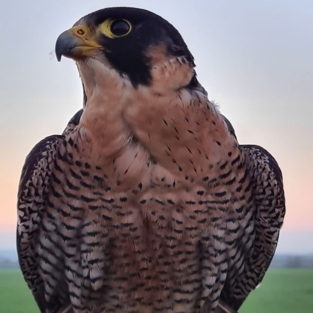 CASELLE - Corsi di formazione di falconeria, per allontanare gli uccelli dall'aeroporto - FOTO