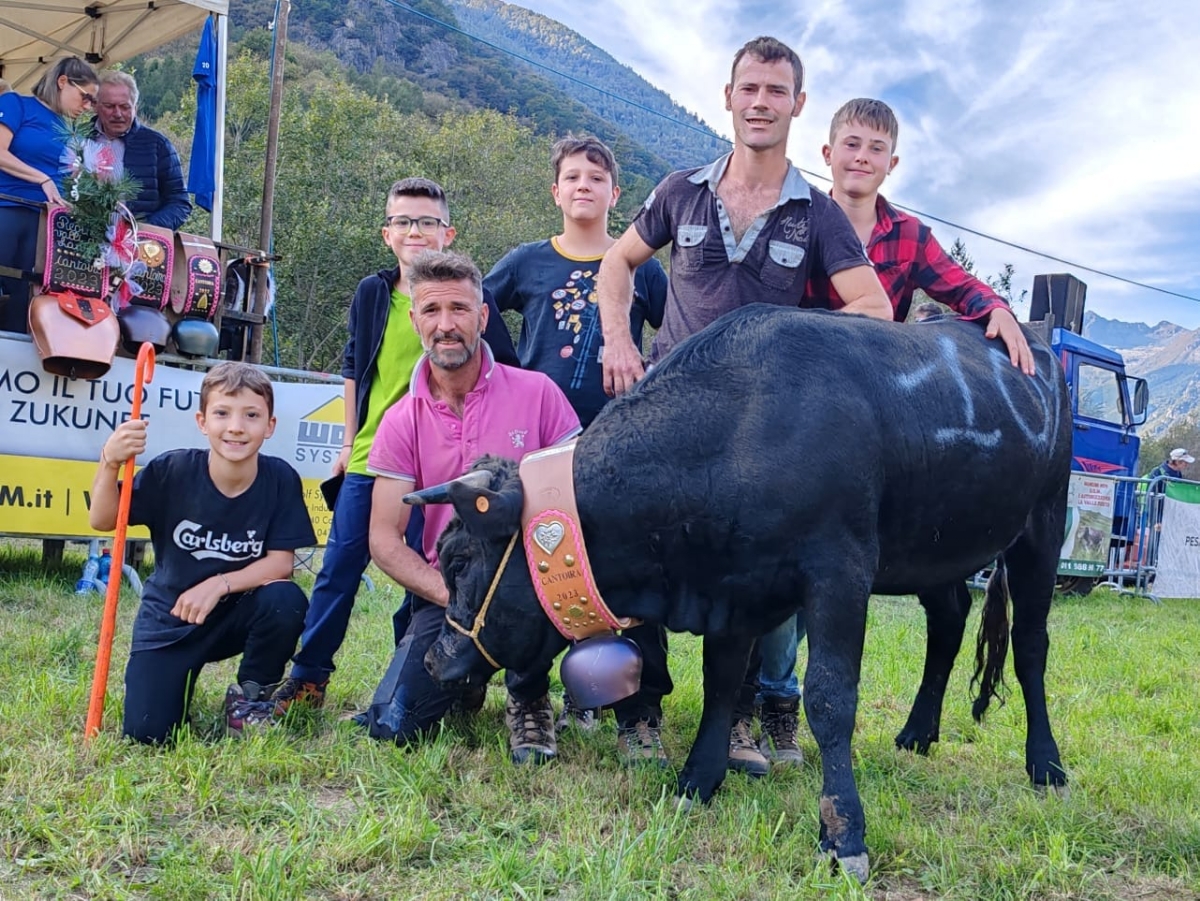 CAFASSE - Domenica 24 torna la «Battaglia d'le Reines», le mucche regine delle Valli di Lanzo - FOTO