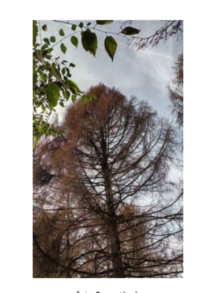 COLLEGNO - Al Parco Generale Dalla Chiesa dovranno essere abbattuti 111 alberi per motivi di sicurezza - FOTO