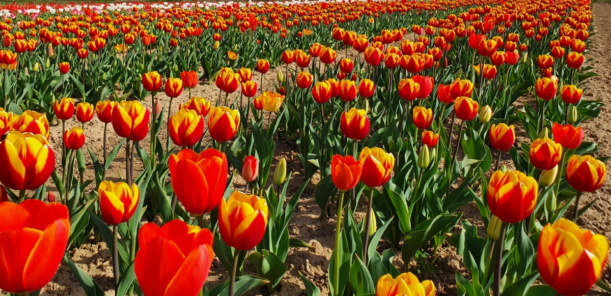 GRUGLIASCO - In città arriva il maxi campo di tulipani: 475mila esemplari da ammirare e fotografare - FOTO