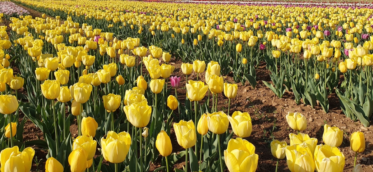 GRUGLIASCO - In città arriva il maxi campo di tulipani: 475mila esemplari da ammirare e fotografare - FOTO