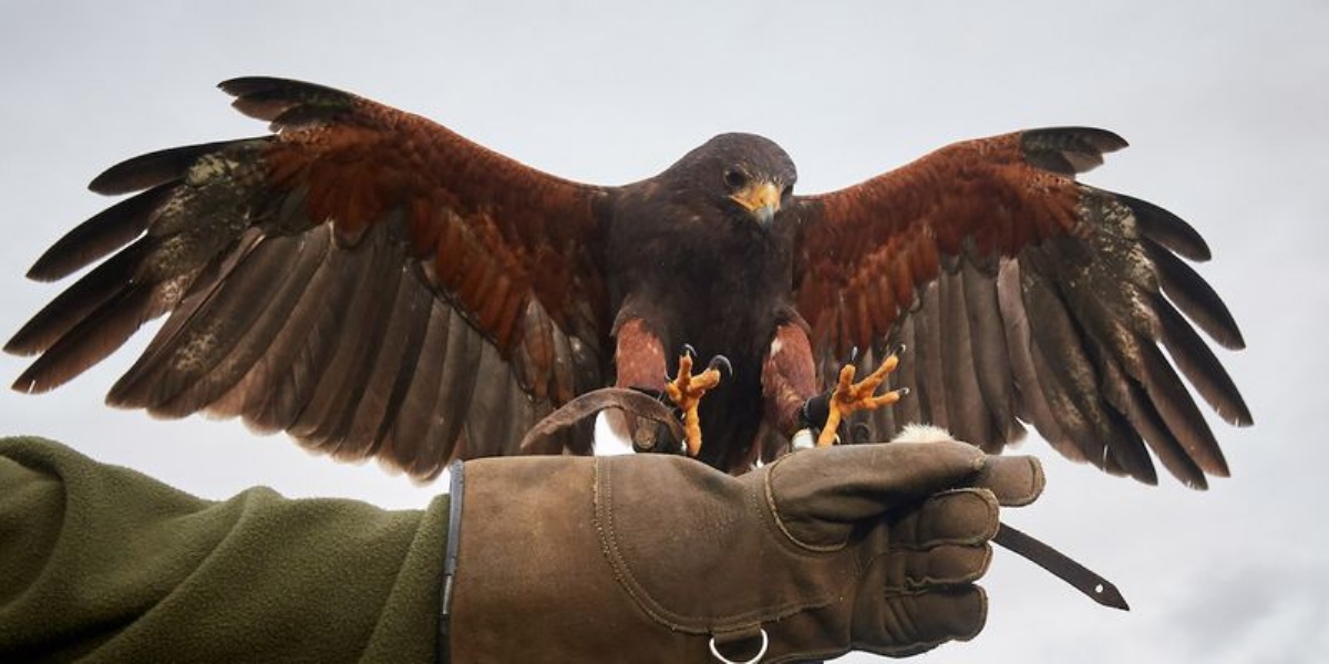 CASELLE - Corsi di formazione di falconeria, per allontanare gli uccelli dall'aeroporto - FOTO