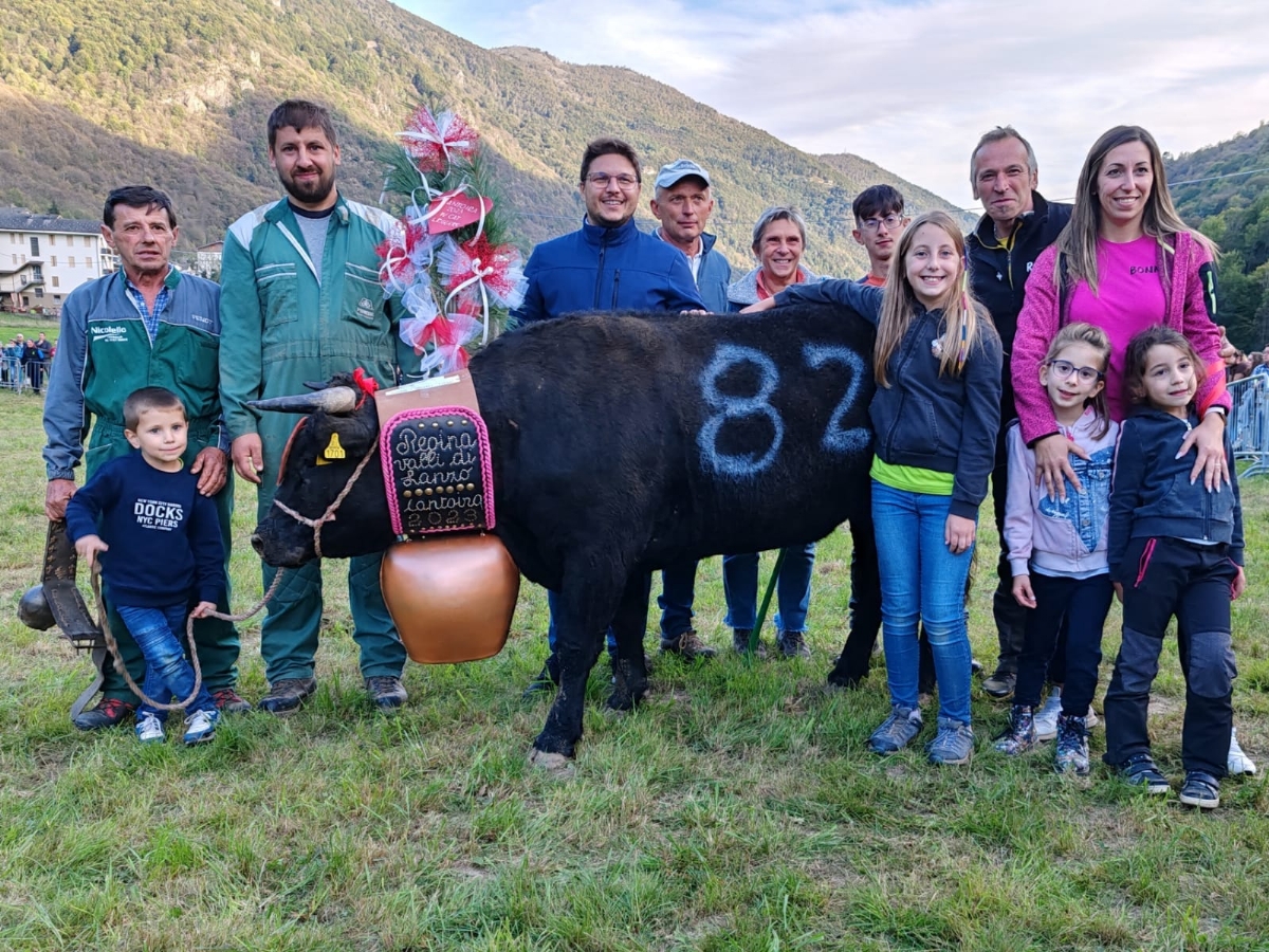 CAFASSE - Domenica 24 torna la «Battaglia d'le Reines», le mucche regine delle Valli di Lanzo - FOTO