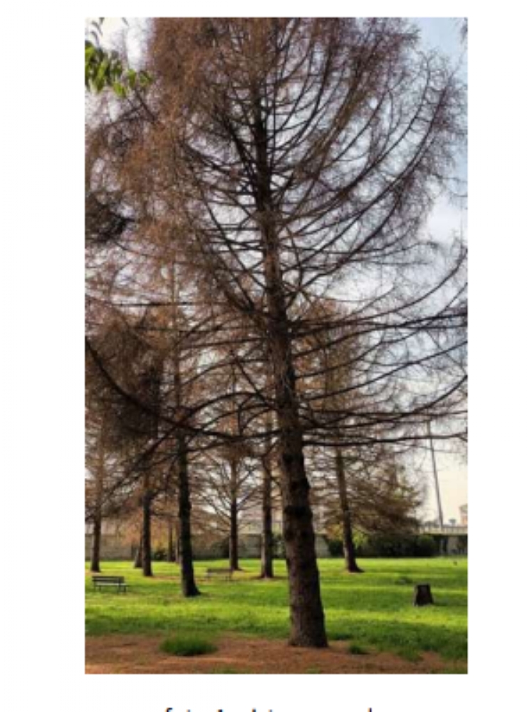 COLLEGNO - Al Parco Generale Dalla Chiesa dovranno essere abbattuti 111 alberi per motivi di sicurezza - FOTO