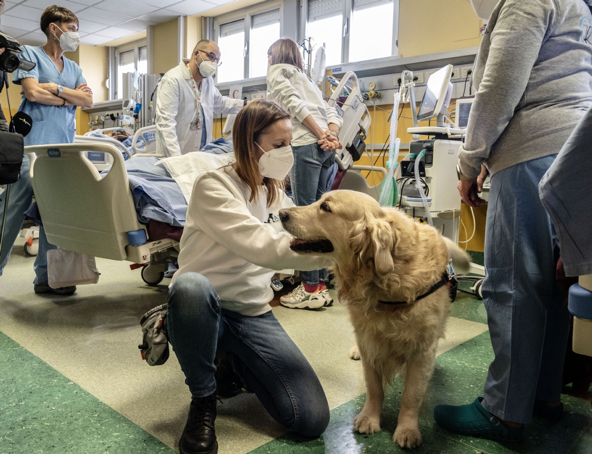 RIVOLI - In Rianimazione arrivano due «dottori speciali»: i cani Golden Retriever