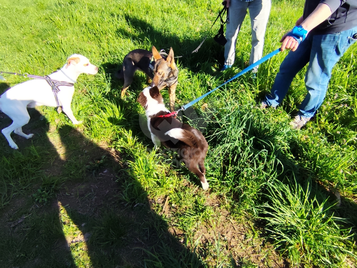 VENARIA - Inaugurate le nuove aree cani in città: «I proprietari devono raccogliere i bisogni» - FOTO