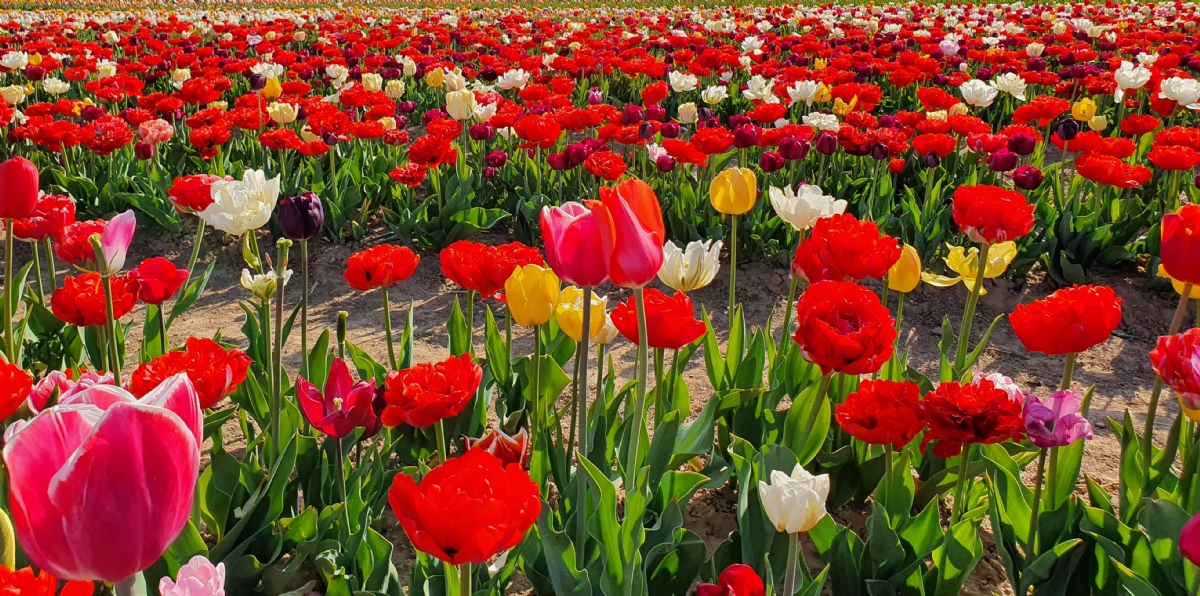 GRUGLIASCO - In città arriva il maxi campo di tulipani: 475mila esemplari da ammirare e fotografare - FOTO