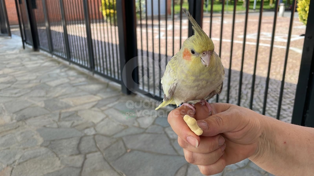 VENARIA - Un pappagallo «in giro» per il cimitero: ora si cerca il proprietario - FOTO