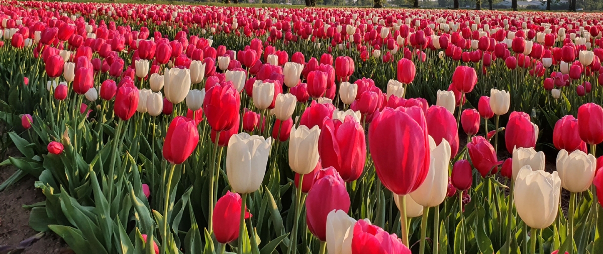 GRUGLIASCO - In città arriva il maxi campo di tulipani: 475mila esemplari da ammirare e fotografare - FOTO