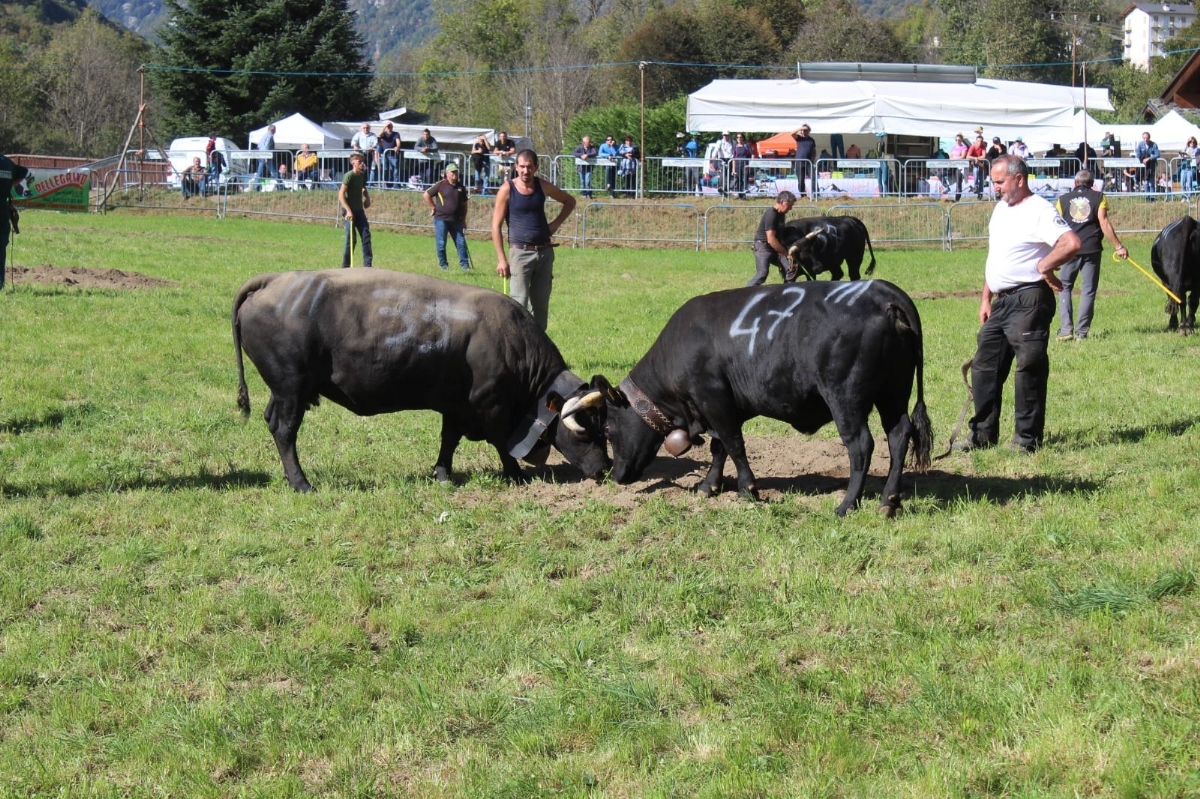 CAFASSE - Domenica 24 torna la «Battaglia d'le Reines», le mucche regine delle Valli di Lanzo - FOTO