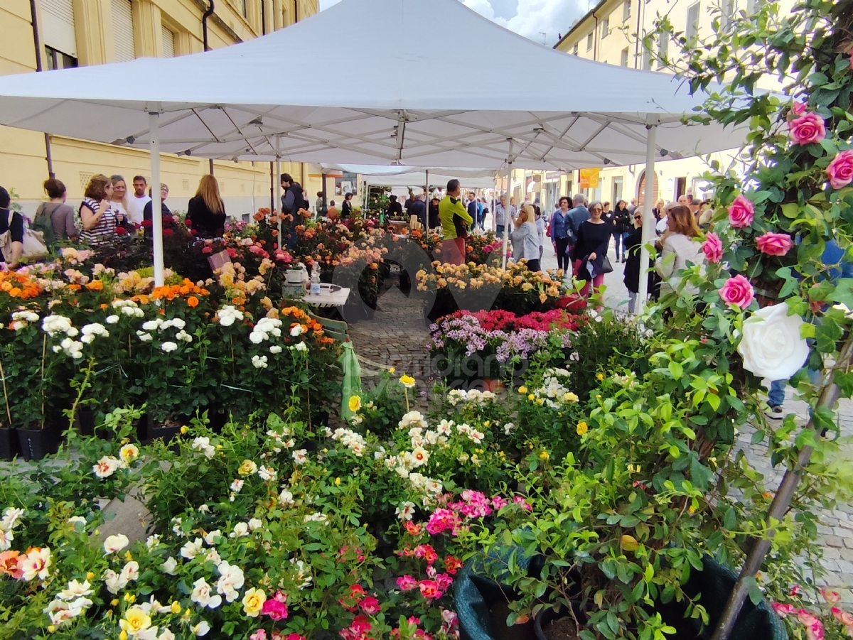 VENARIA - Fiori, profumi, essenze, prelibatezze: via alla ventesima «Festa delle Rose» - FOTO