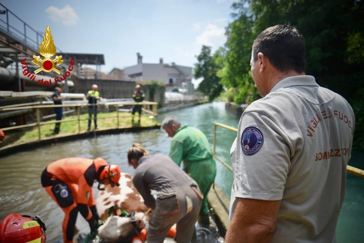 MATHI - Mucca scappa dal recinto e finisce in un canale: i vigili del fuoco salvano «Jake» - FOTO