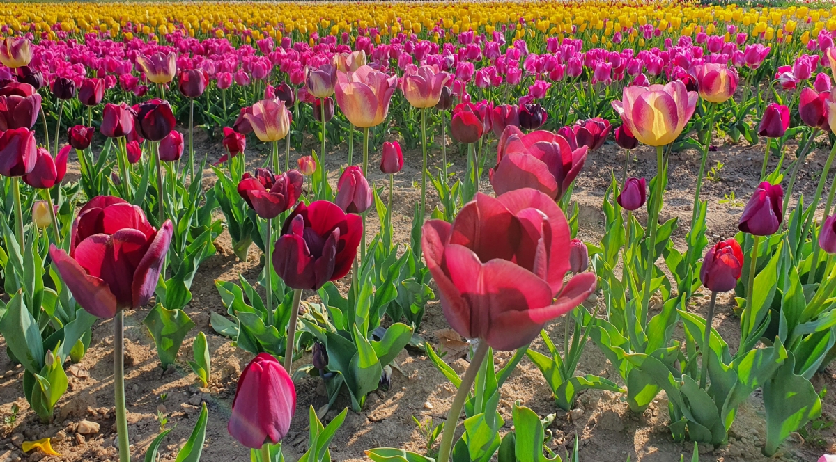 GRUGLIASCO - In città arriva il maxi campo di tulipani: 475mila esemplari da ammirare e fotografare - FOTO