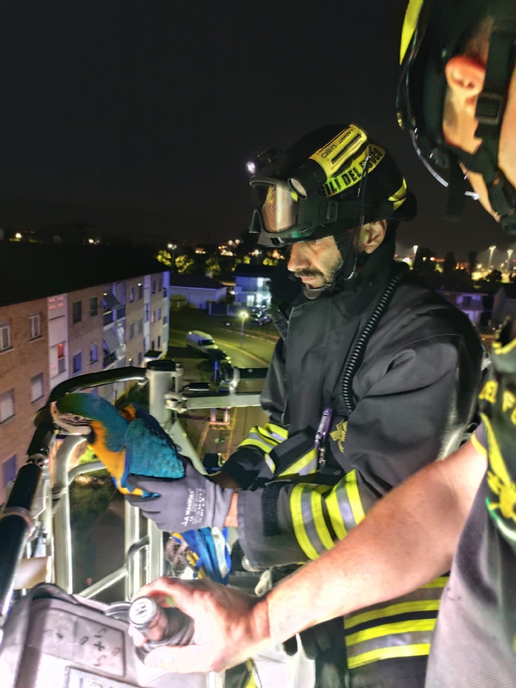 ALPIGNANO - Dall'incidente in tangenziale al pappagallo recuperato: duro lavoro per i Vigili del Fuoco - FOTO