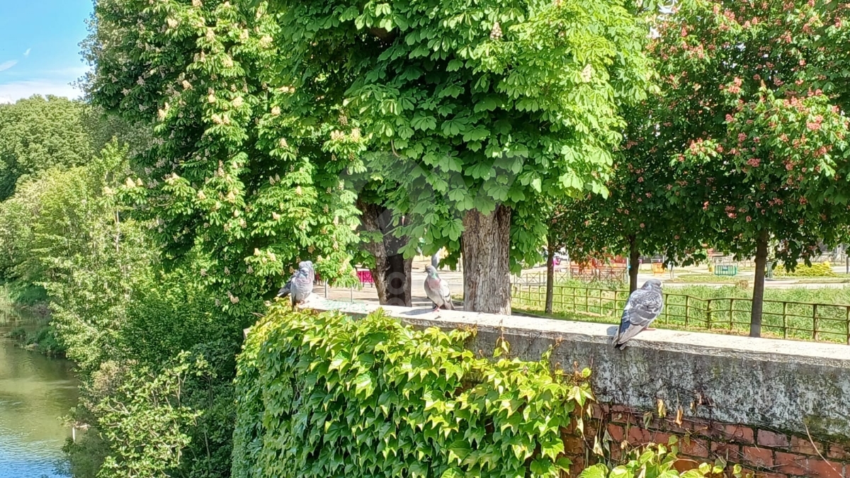 GIRO D'ITALIA A VENARIA - Riviviamo le emozioni della «Grande Partenza» - TUTTE LE FOTO