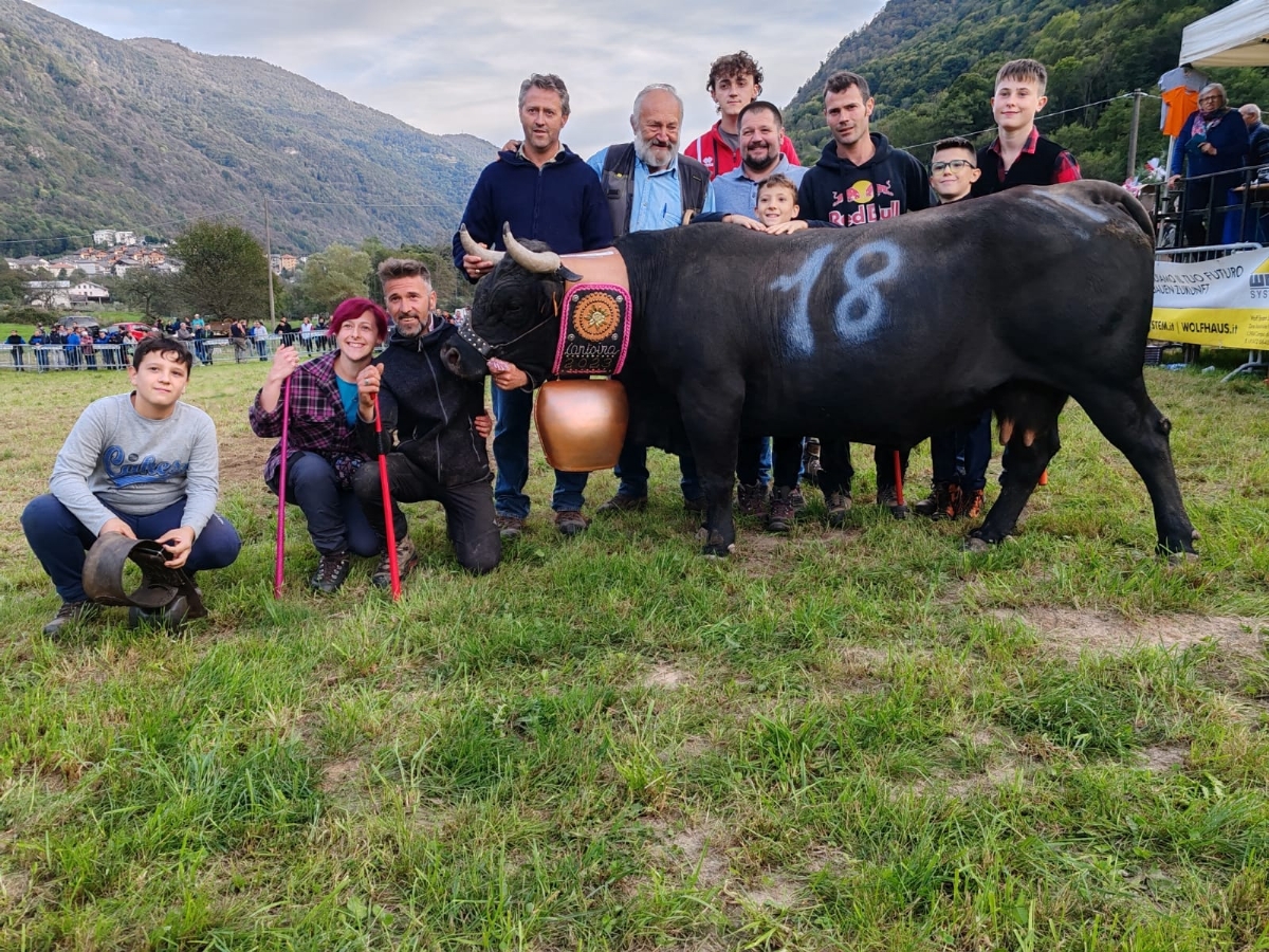 CAFASSE - Domenica 24 torna la «Battaglia d'le Reines», le mucche regine delle Valli di Lanzo - FOTO