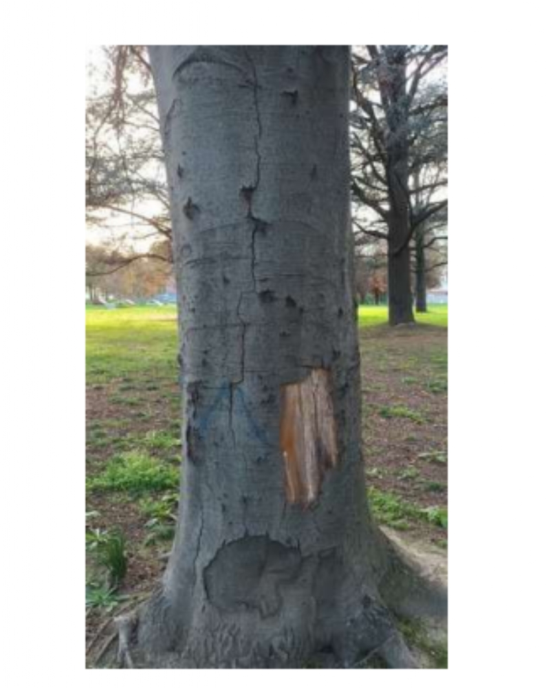 COLLEGNO - Al Parco Generale Dalla Chiesa dovranno essere abbattuti 111 alberi per motivi di sicurezza - FOTO