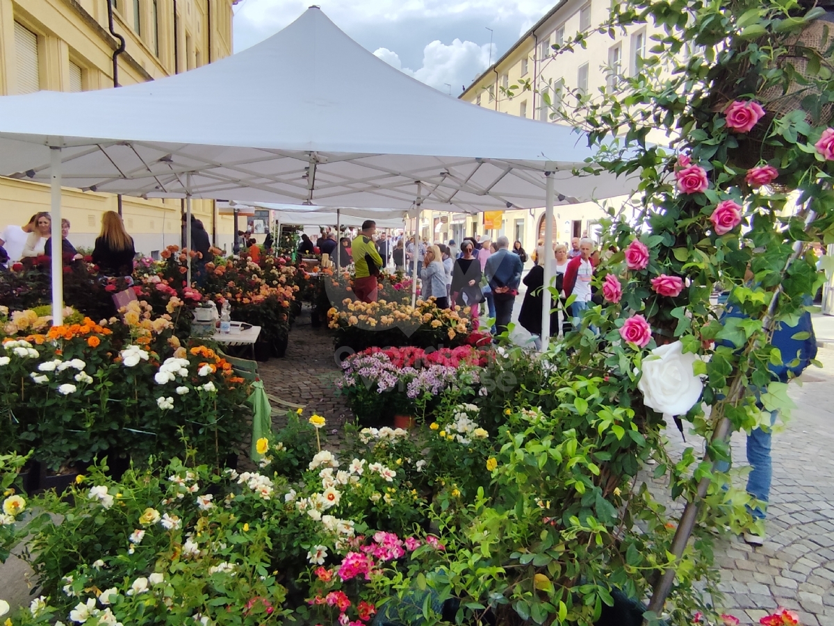 VENARIA - Fiori, profumi, essenze, prelibatezze: via alla ventesima «Festa delle Rose» - FOTO