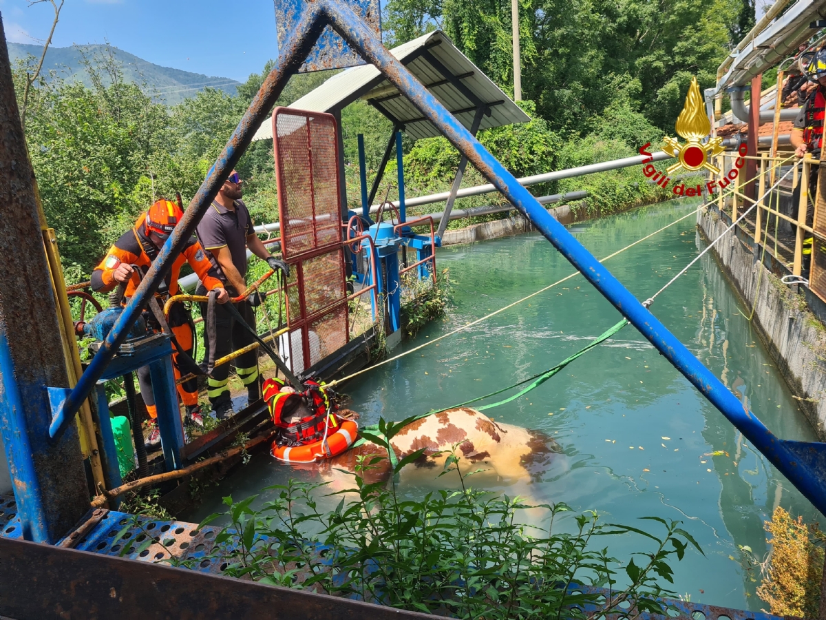 MATHI - Mucca scappa dal recinto e finisce in un canale: i vigili del fuoco salvano «Jake» - FOTO