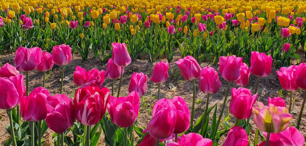 GRUGLIASCO - In città arriva il maxi campo di tulipani: 475mila esemplari da ammirare e fotografare - FOTO