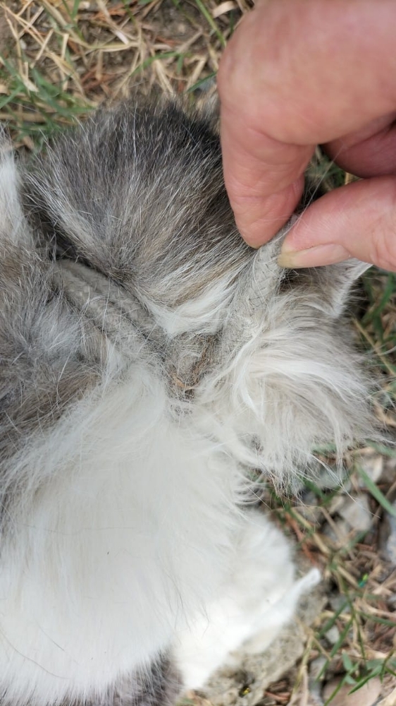 ORRORE A SAN GILLIO - Gattina uccisa e messa in un sacco nero: strangolata o impiccata? - FOTO